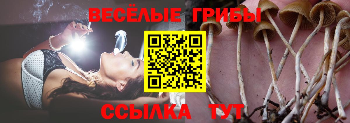 Туапсе  Псилоцибиновые грибы Psilocybine cubensis  Вход с VPN 